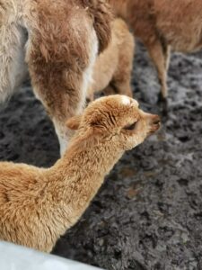 Meeting an alpaca in a muddy pen before taking them for a walk
